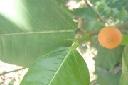 <strong>Ficus tinctoria - Ramon, Laurence - 164</strong><br />© Ramon, Laurence